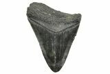 Fossil Megalodon Tooth - South Carolina #368397-1